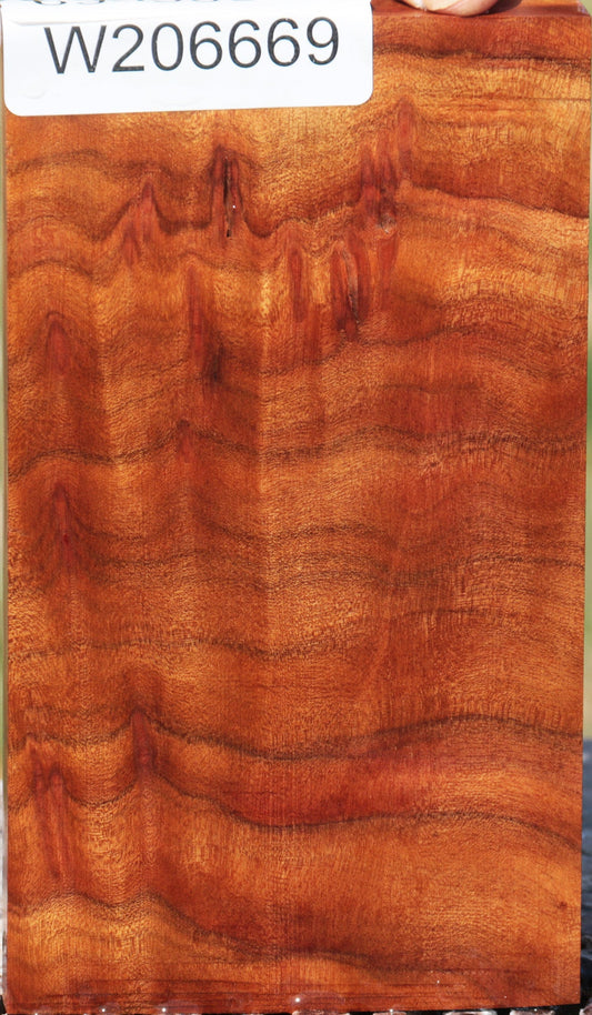 Quartersawn Camphor Burl Micro Lumber