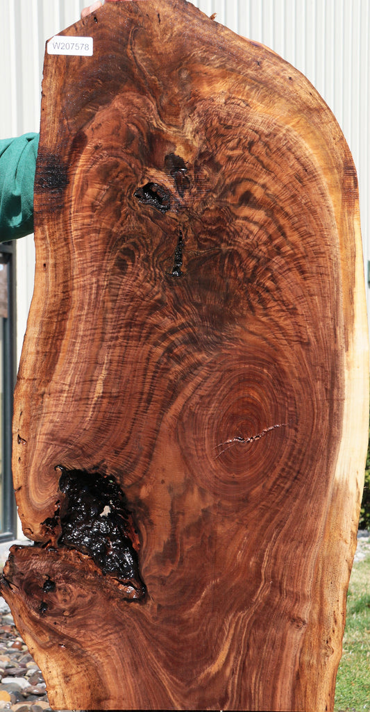 Rustic Crotchwood Claro Walnut Live Edge Lumber