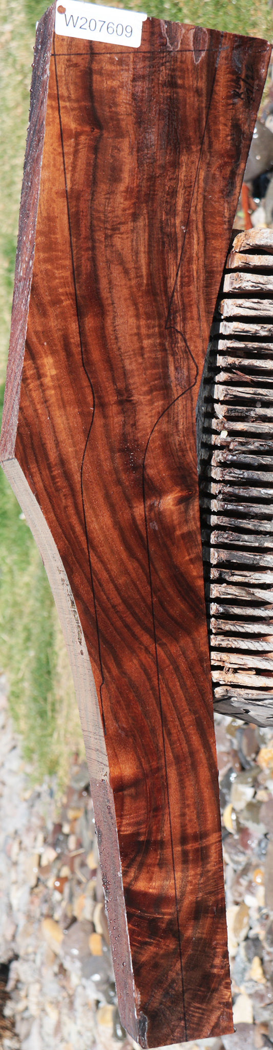 Claro Walnut Gun Blank