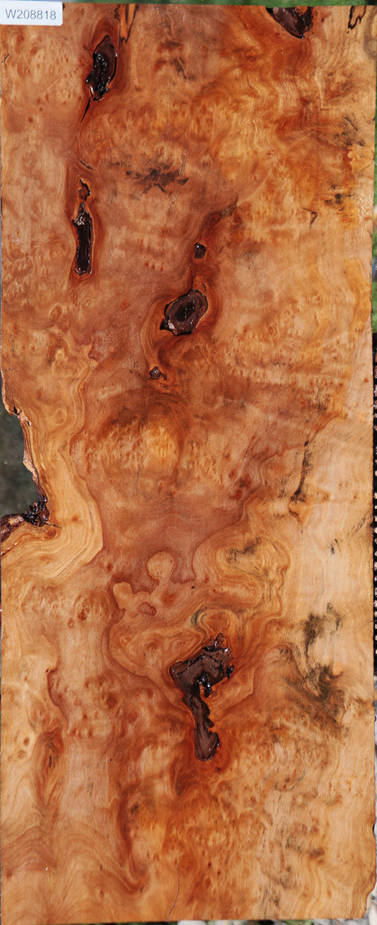 Extra Fancy Rustic Sycamore Burl Lumber
