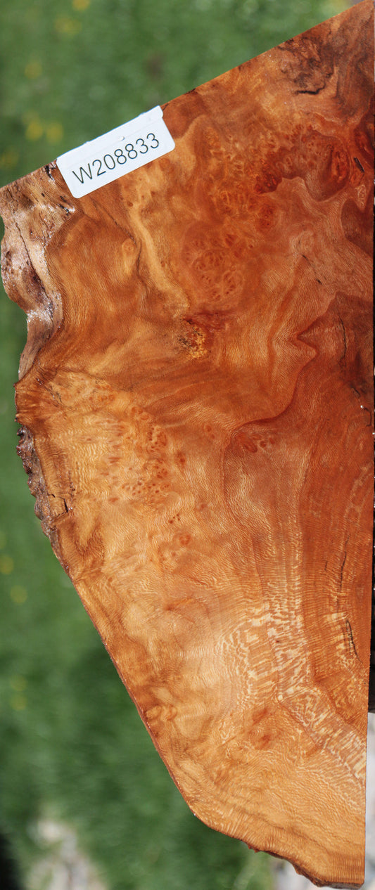 Extra Fancy Sycamore Burl Live Edge Lumber