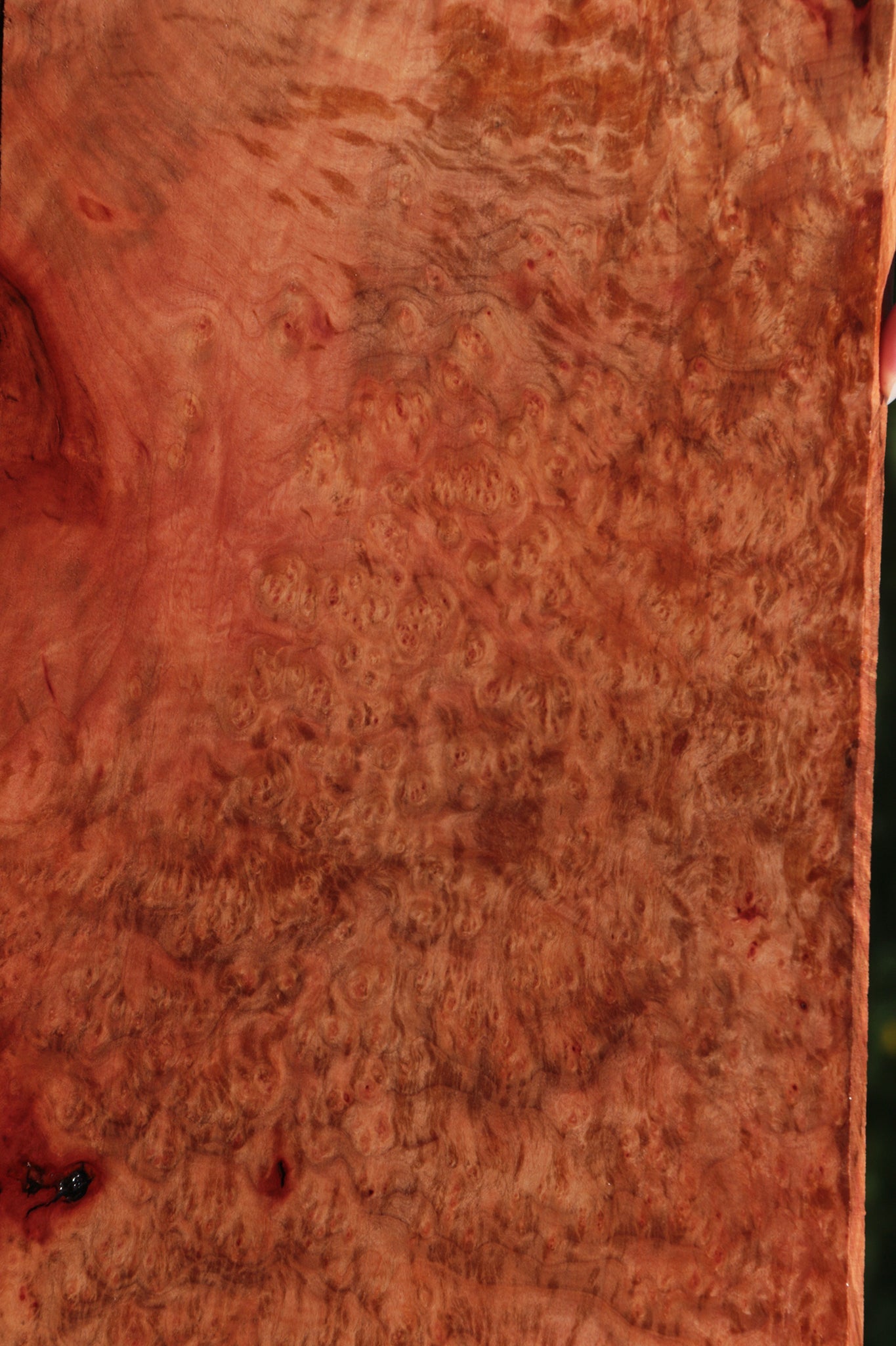 Extra Fancy Madrone Burl Lumber