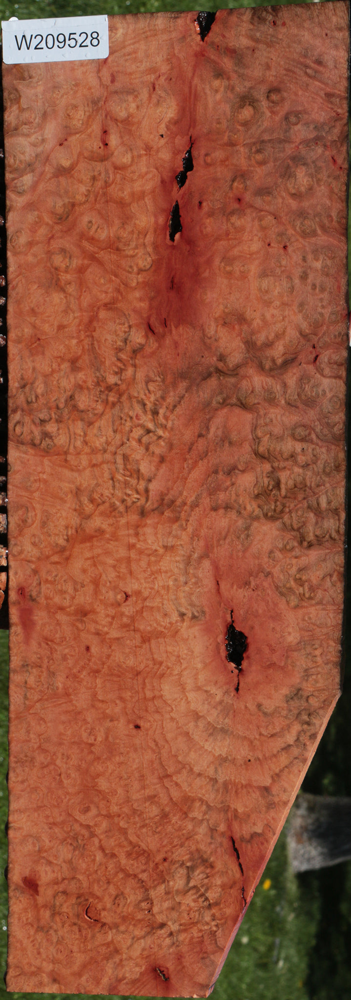 Extra Fancy Madrone Burl Lumber