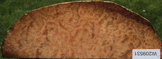 Rustic Madrone Burl Slice