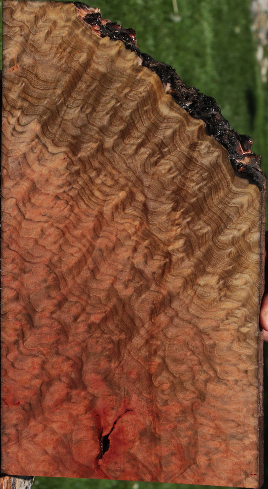 Exhibition Madrone Burl Live Edge Lumber