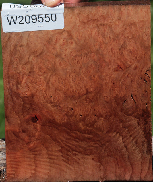 Extra Fancy Madrone Burl Lumber