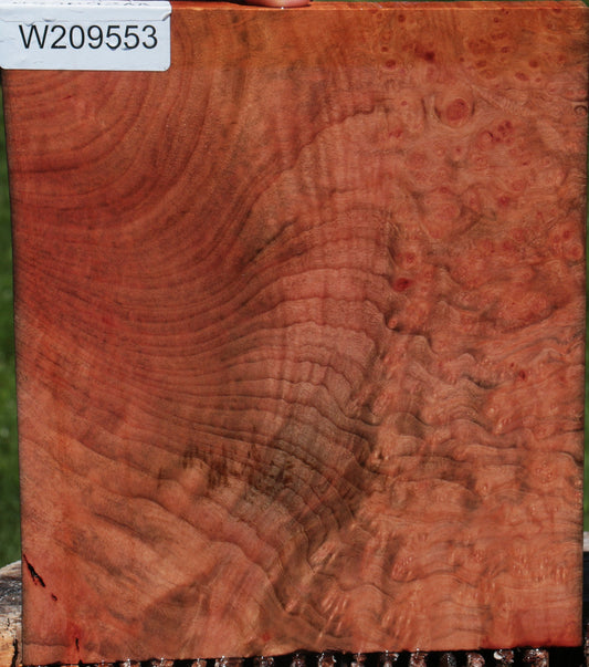 Extra Fancy Madrone Burl Lumber