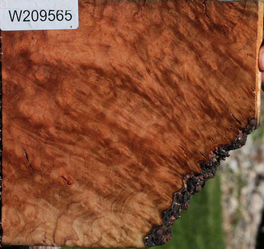 Extra Fancy Madrone Burl Lumber
