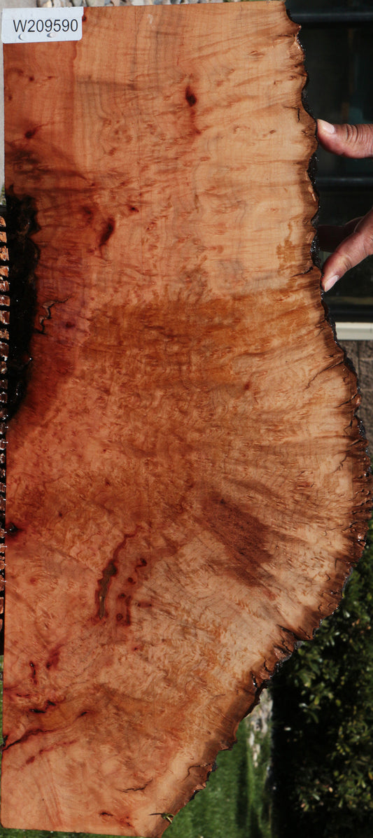 Rustic Madrone Burl Live Edge Lumber