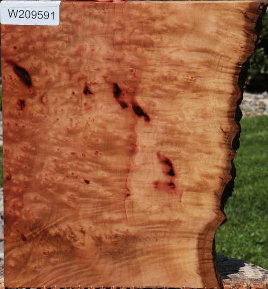 Extra Fancy Madrone Burl Live Edge Lumber