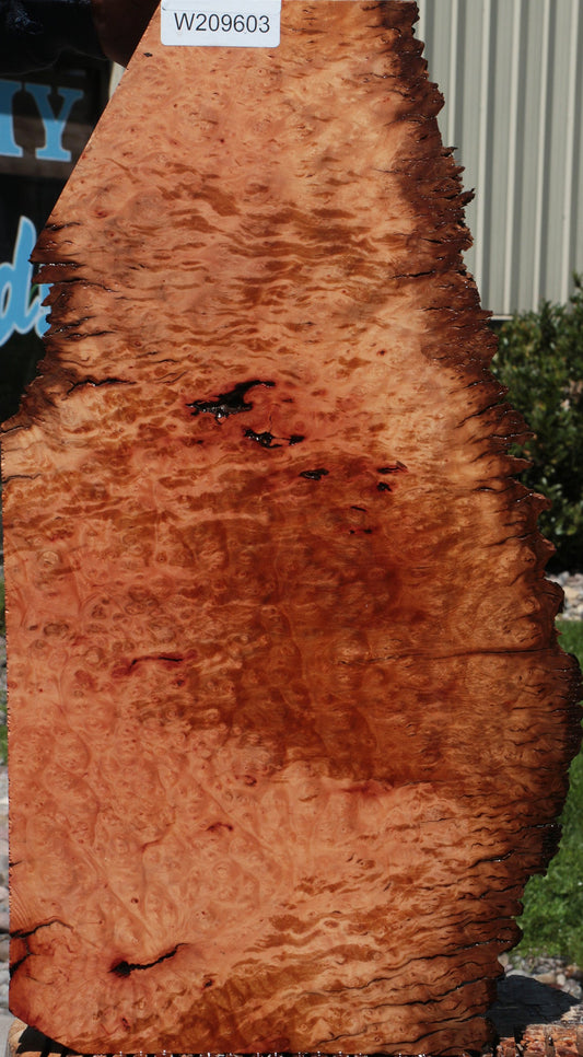 Extra Fancy Rustic Madrone Burl Lumber