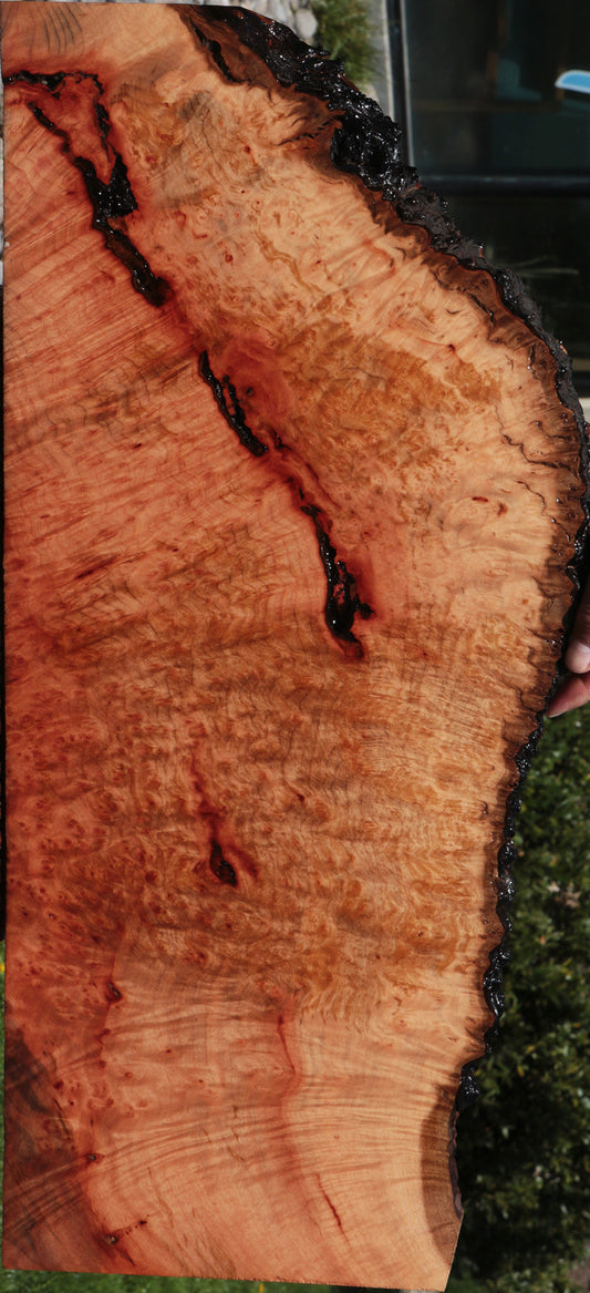 Rustic Madrone Burl Live Edge Lumber