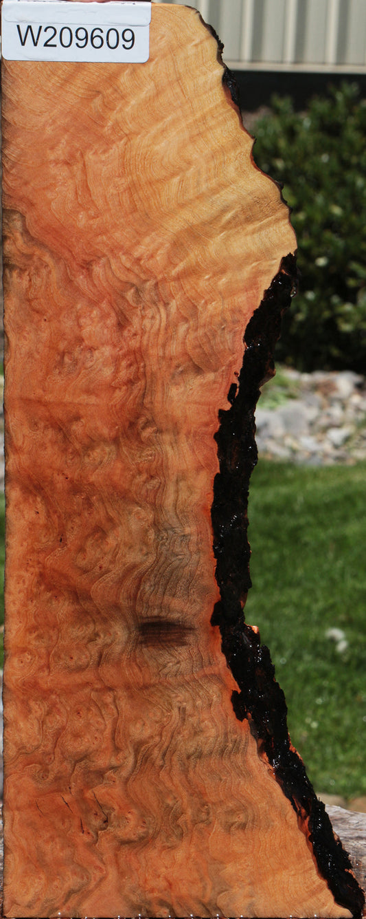 Extra Fancy Madrone Burl Live Edge Lumber