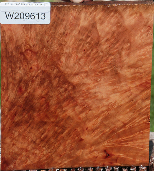 Exhibition Madrone Burl Lumber