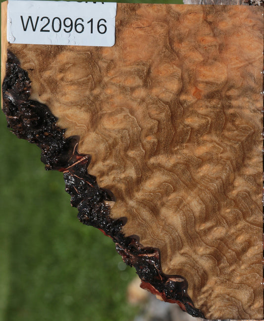 Exhibition Madrone Burl Live Edge Lumber