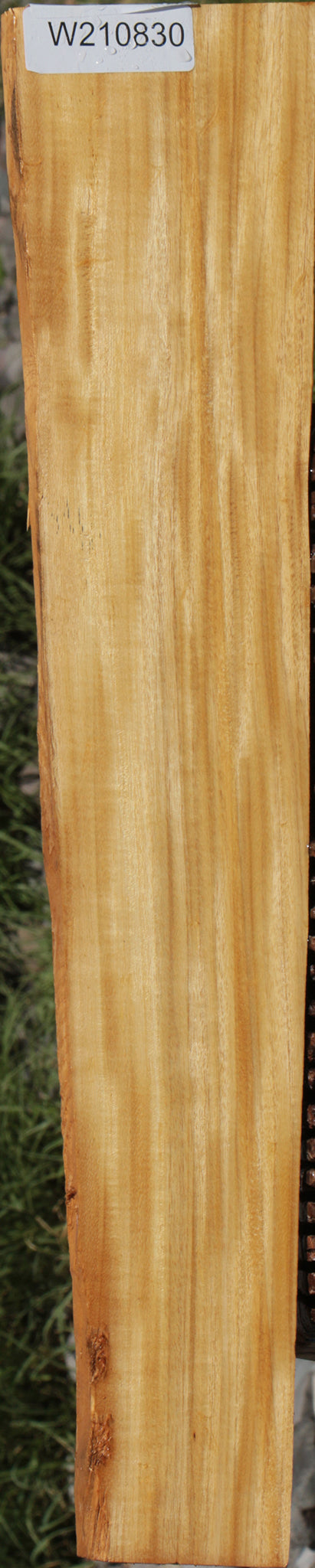 Extra Fancy Primavera Lumber