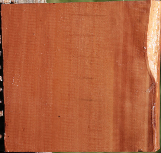 Swiss Pear Live Edge Bowl Blank