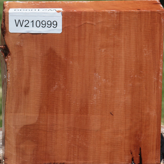 Extra Fancy Swiss Pear Live Edge Bowl Blank