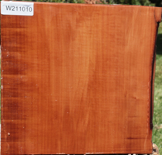 Swiss Pear Live Edge Bowl Blank