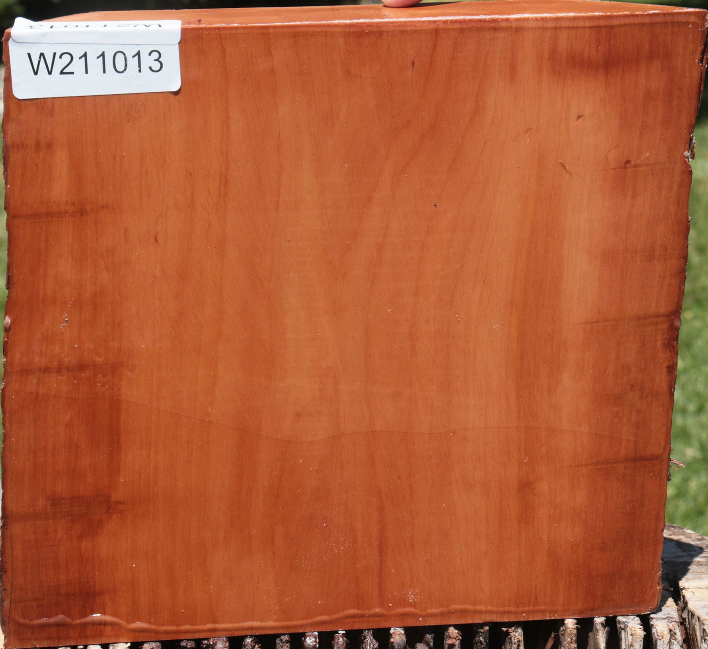 Swiss Pear Live Edge Bowl Blank