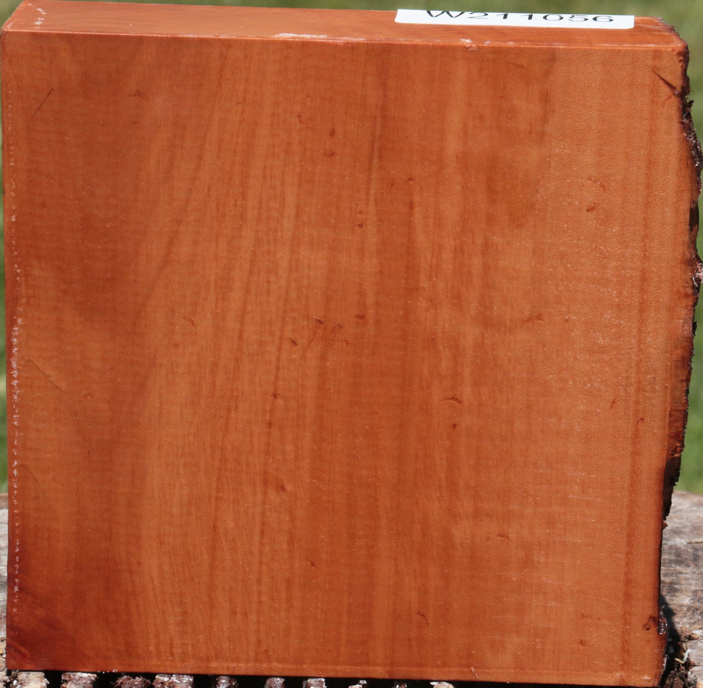 Swiss Pear Live Edge Bowl Blank