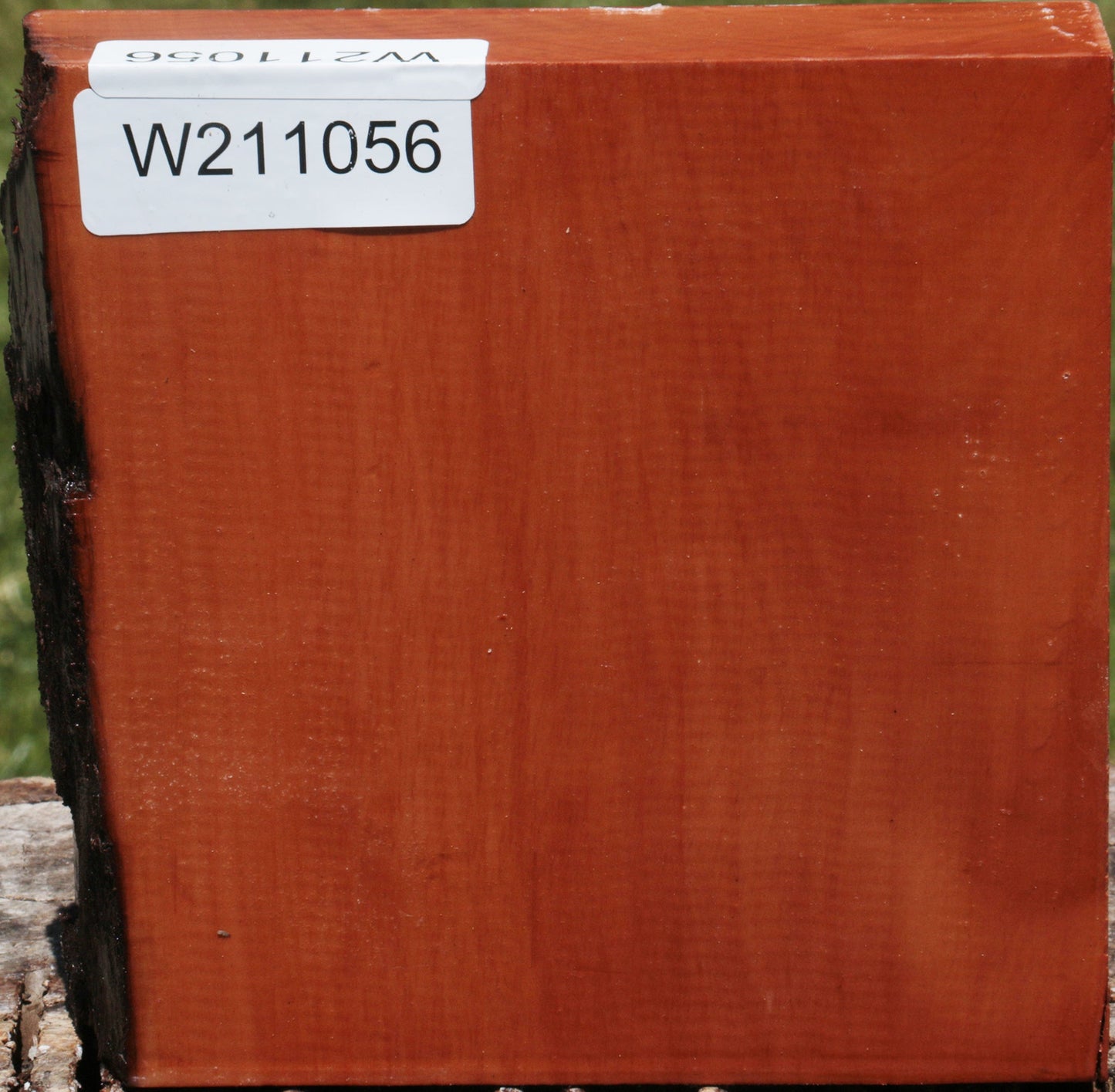 Swiss Pear Live Edge Bowl Blank