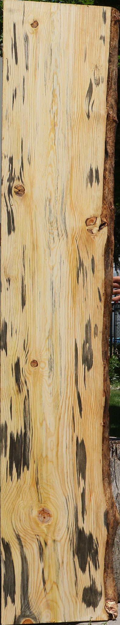 Blue Ponderosa Pine Live Edge Lumber