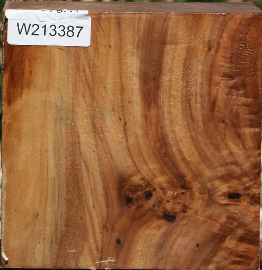 Figured Cottonwood Burl Bowl Blank