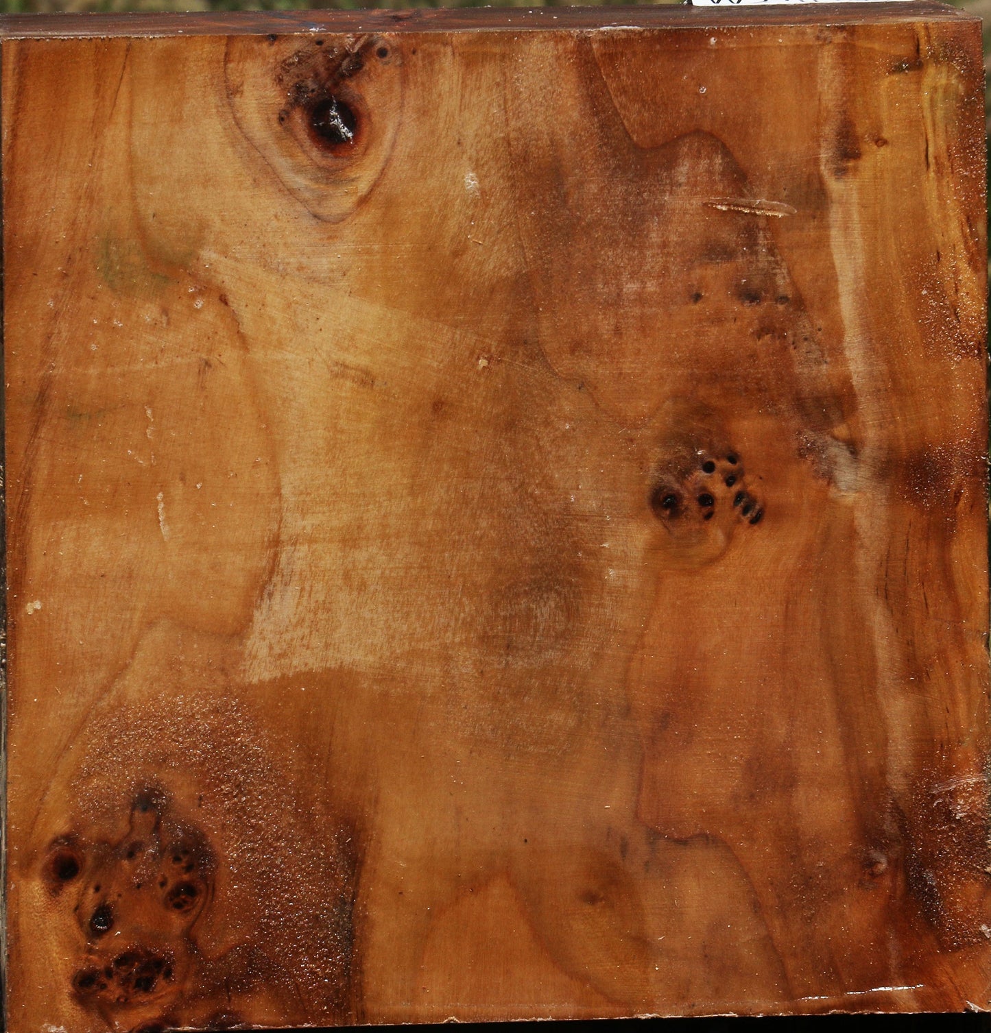 Extra Fancy Cottonwood Burl Bowl Blank