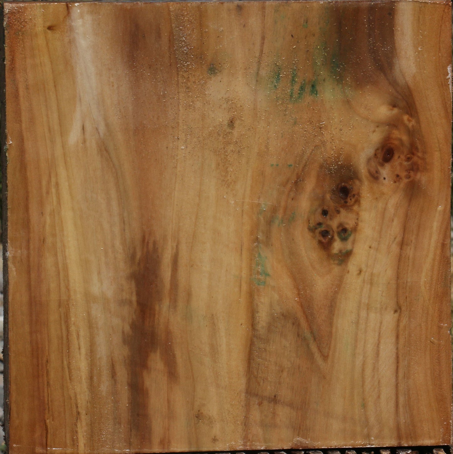 Extra Fancy Cottonwood Burl Bowl Blank