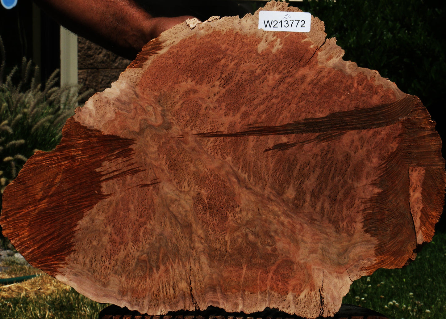 Red Coolibah Burl Cookie