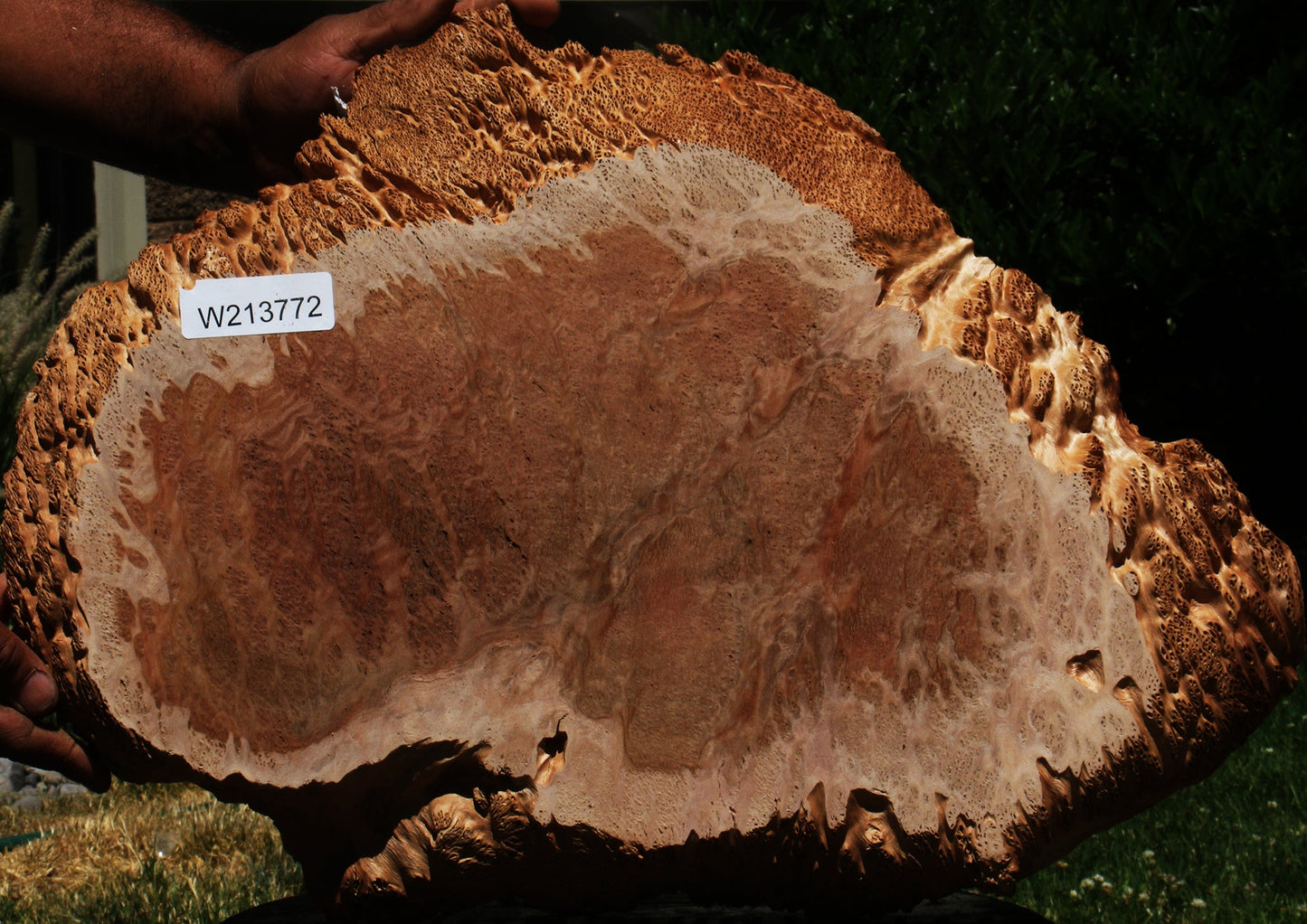 Red Coolibah Burl Cookie