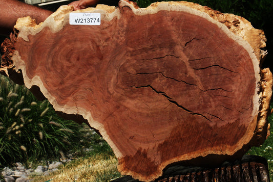 Red Coolibah Burl Cookie