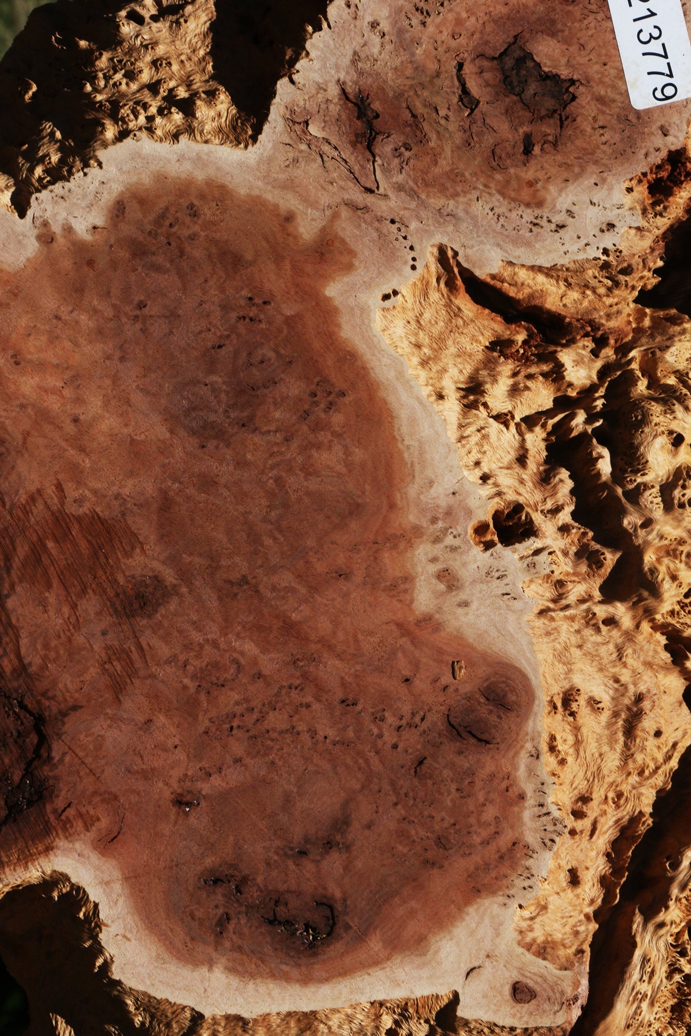 Red Coolibah Burl Cookie