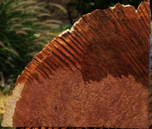 Red Coolibah Burl Live Edge Lumber