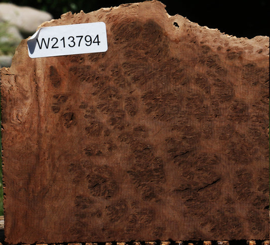 Red Coolibah Burl Live Edge Lumber