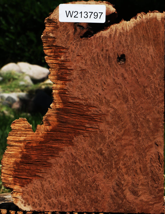 Red Coolibah Burl Live Edge Lumber