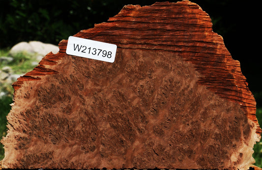 Red Coolibah Burl Slice
