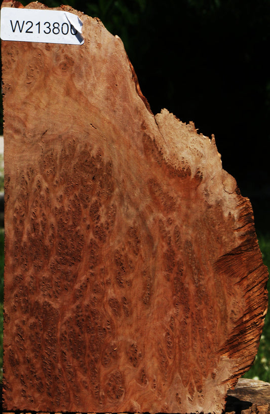 Red Coolibah Burl Live Edge Lumber