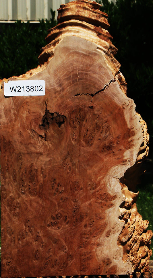 Red Coolibah Burl Live Edge Lumber