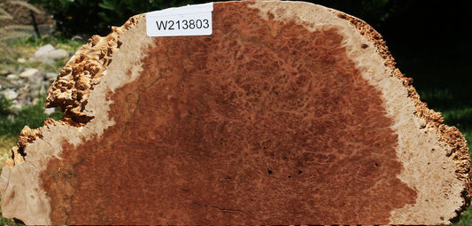 Red Coolibah Burl Slice