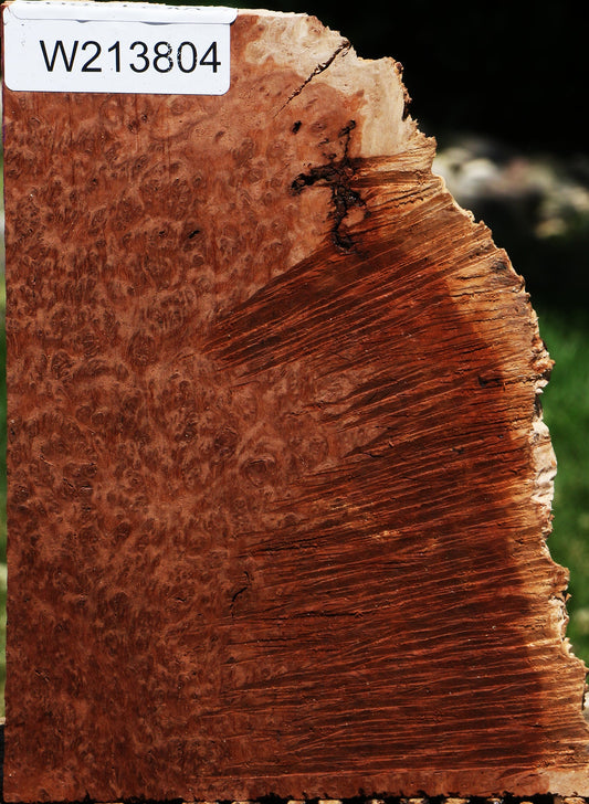 Red Coolibah Burl Live Edge Lumber