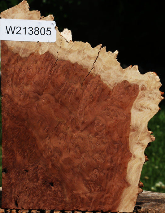 Red Coolibah Burl Live Edge Lumber