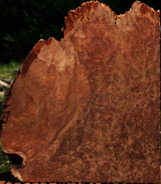 Red Coolibah Burl Live Edge Lumber