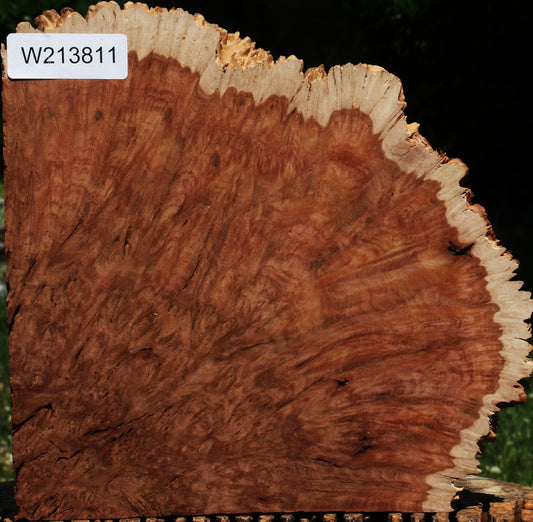 Red Coolibah Burl Live Edge Lumber