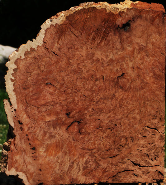 Red Coolibah Burl Live Edge Lumber