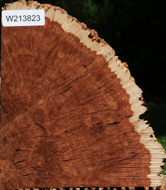 Red Coolibah Burl Live Edge Lumber