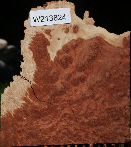 Red Coolibah Burl Live Edge Lumber