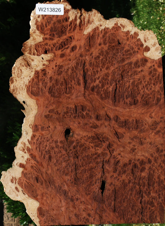 Red Coolibah Burl Live Edge Lumber