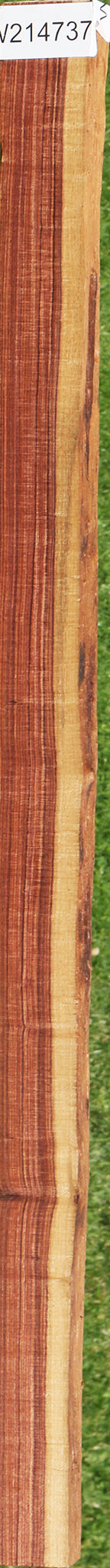 Exhibition Kingwood Live Edge Lumber